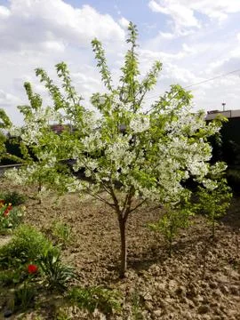 Flowering cherry tree Stock Photos