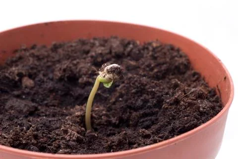 Flowering of cherry tree Stock Photos