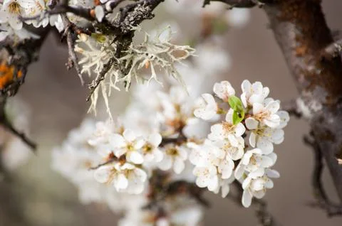 Flowering cherry tree Stock Photos