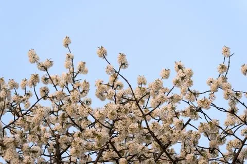 Flowering cherry tree Stock Photos