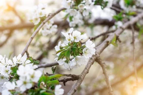 Flowering cherry tree. Stock Photos