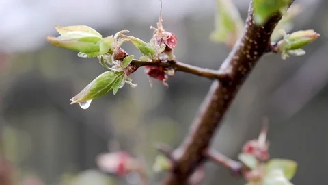 Flowering cherry tree on a rainy day. 스톡 동영상 111309930