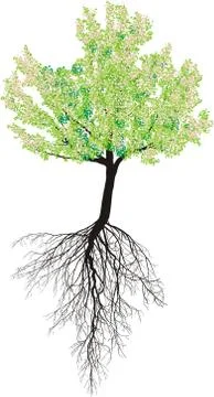 Flowering cherry tree with roots Stock Illustration