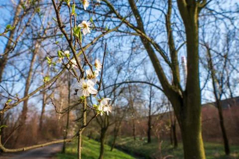 Flowering cherry tree in spring, flowering tree in spring Stock Photos
