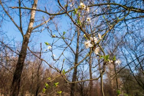 Flowering cherry tree in spring, flowering tree in spring Stock Photos