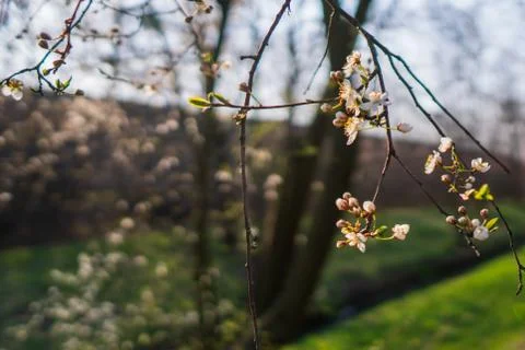 Flowering cherry tree in spring, flowering tree in spring Stock Photos