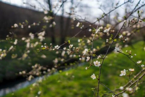 Flowering cherry tree in spring, flowering tree in spring Stock Photos