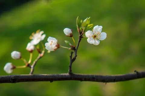 Flowering cherry tree in spring, flowering tree in spring Stock Photos