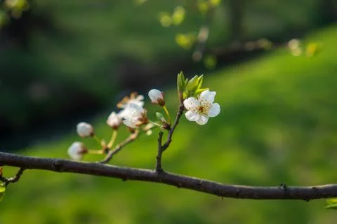 Flowering cherry tree in spring, flowering tree in spring Stock Photos