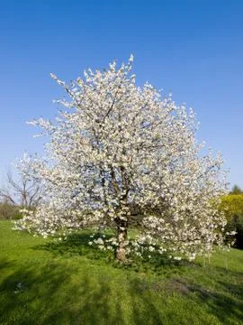 Flowering cherry tree in the spring garden Stock Photos