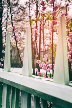 Flowering cherry tree in spring garden Stock Photos