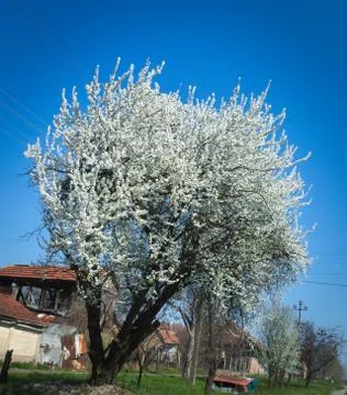 Flowering cherry tree at spring Stock Photos