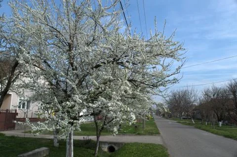 Flowering cherry tree at spring Stock Photos