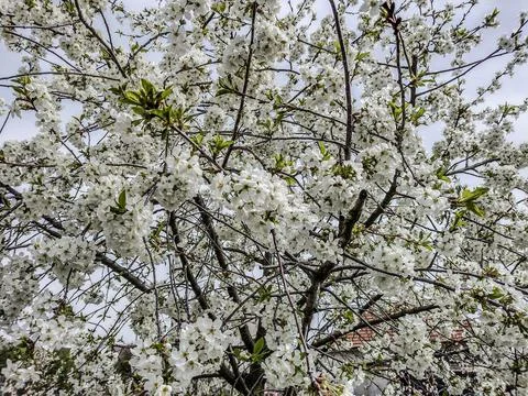 Flowering cherry tree in the spring - Romania Fotos Stock