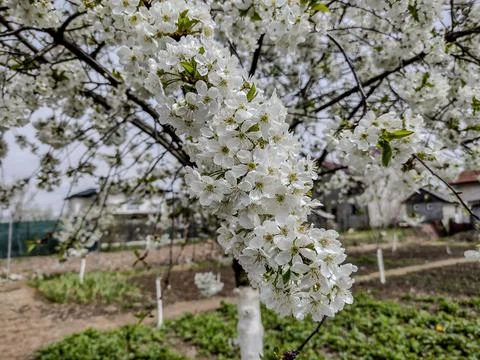 Flowering cherry tree in the spring - Romania Fotos Stock