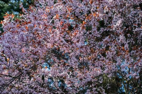 Flowering cherry tree. Spring time Stock Photos