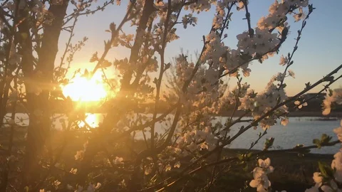 Flowering cherry tree swaying in the wind at sunset Stock Footage 105925761
