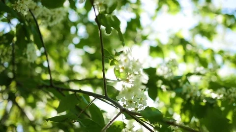 Flowering cherry tree through the sun's rays. spring Vidéo 75908137