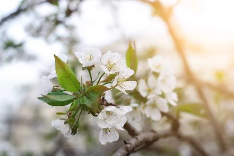 Flowering cherry tree. twig close up. white flowers in spring. glare. Stock Photos