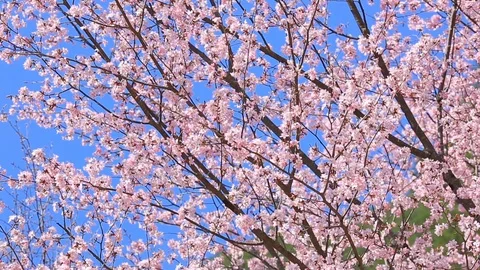 Flowering cherry trees against the blue sky. Stock Footage 89023636