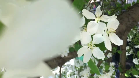 Flowering of cherry trees, apple trees, ranetki in spring. Video stock 227006095