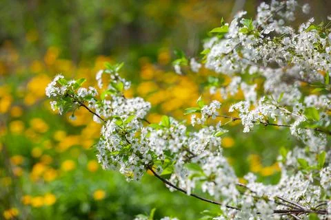 Flowering cherry trees in the garden Stock Photos