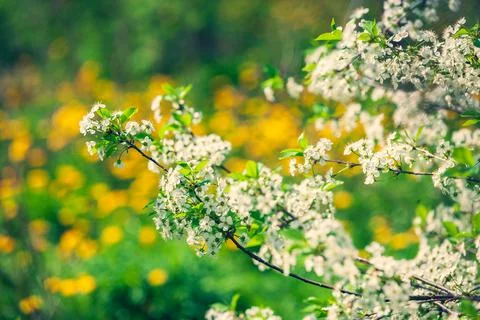 Flowering cherry trees in the garden Stock Photos