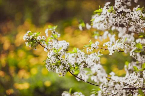 Flowering cherry trees in the garden Stock Photos