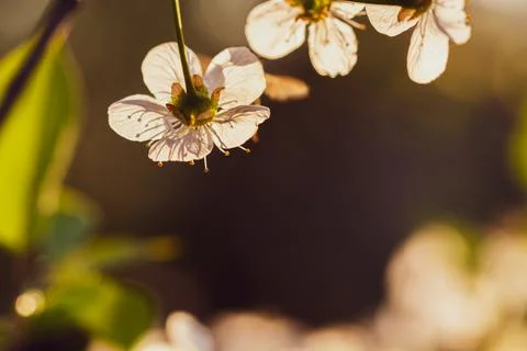 Flowering cherry trees in the garden Stock Photos