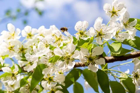 Flowering cherry trees in the garden Stock Photos