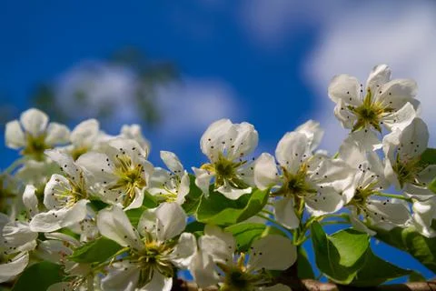Flowering cherry trees in the garden Stock Photos