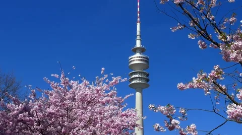 Flowering cherry trees in the Olympic Park in Munich, Bavaria, Germany, Europ Stock Footage 62724237