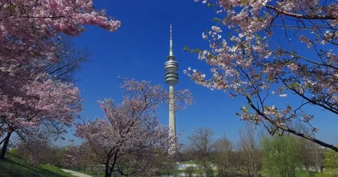 Flowering cherry trees in the Olympic Park in Munich, Bavaria, Germany, Europ Video stock 62727286