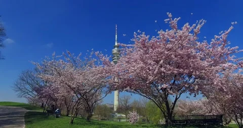 Flowering cherry trees in the Olympic Park in Munich, Bavaria, Germany, Europ Stock Footage 62727386