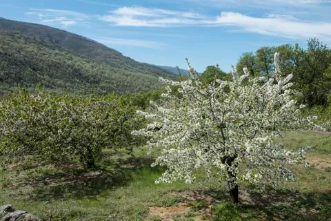 Flowering cherry trees. Stock Photos