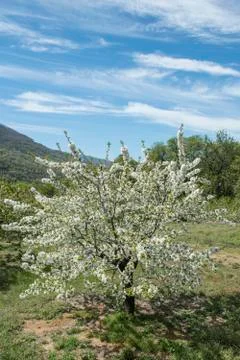 Flowering cherry trees. Stock Photos