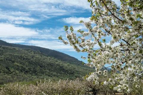 Flowering cherry trees. Stock Photos