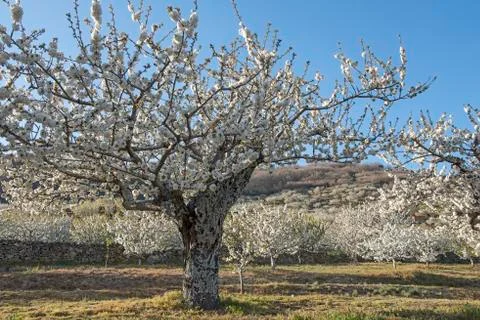 Flowering cherry trees. Stock Photos