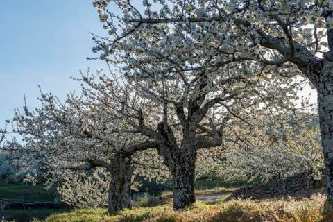 Flowering cherry trees. Stock Photos