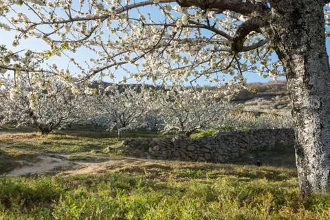 Flowering cherry trees. Foto stock