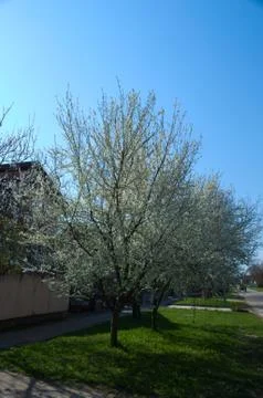 Flowering cherry trees Stock Photos