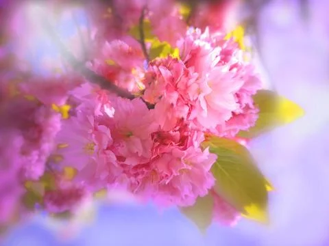 Flowering Cherry Trees Stock Photos