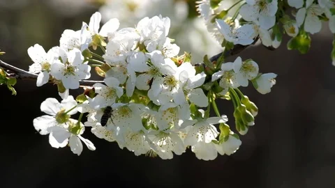 Flowering Cherry Trees in Spring Garden Stock Footage 116330529