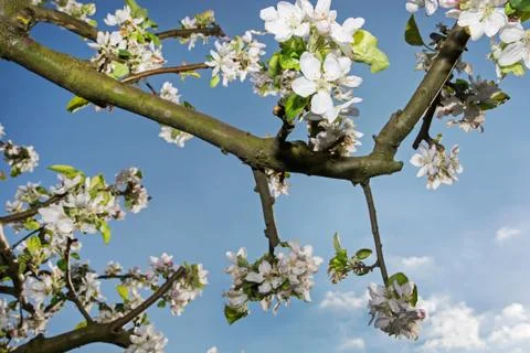Flowering cherry twig Foto stock
