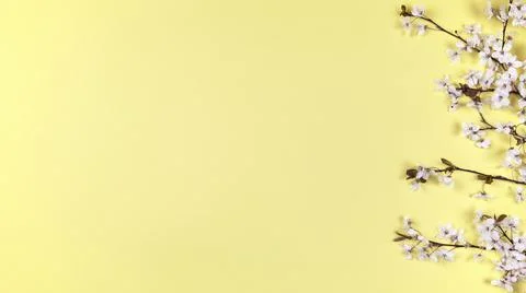 Flowering cherry twig. Spring tree branches on yellow background. Springtime, Stock Photos