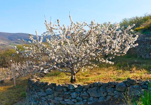 Flowering cherry in Valley of Jerte. Caceres. Spain. Foto stock