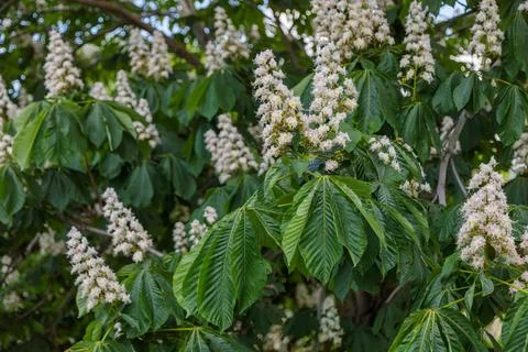 Flowering chestnut close-up. Stock Photos
