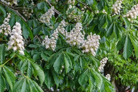 Flowering chestnut close-up. Stock Photos
