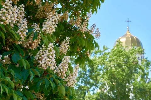 Flowering chestnut easter branches, beautiful church,sky and greenery Stock Photos