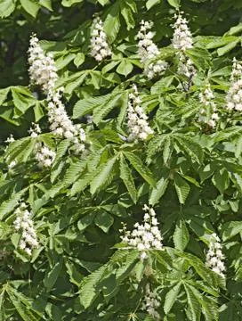 Flowering chestnut Stock Photos